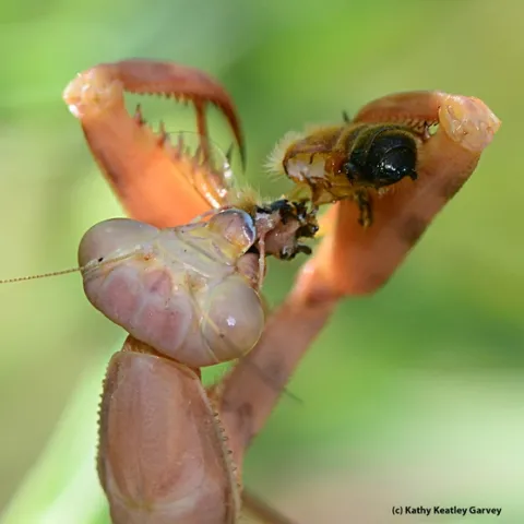 Praying mantis lops off the head of a honey bee. (Photo by Kathy Keatley Garvey)