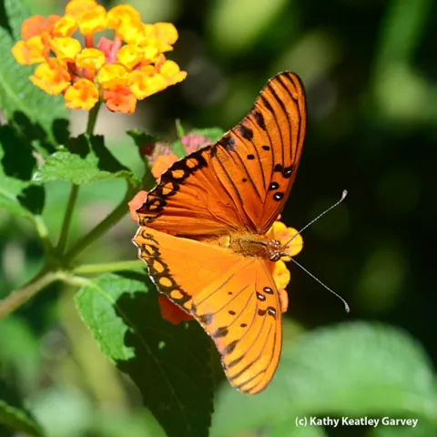 Gulf Fritillary on lantana. (Photo by Kathy Keatley Garvey)