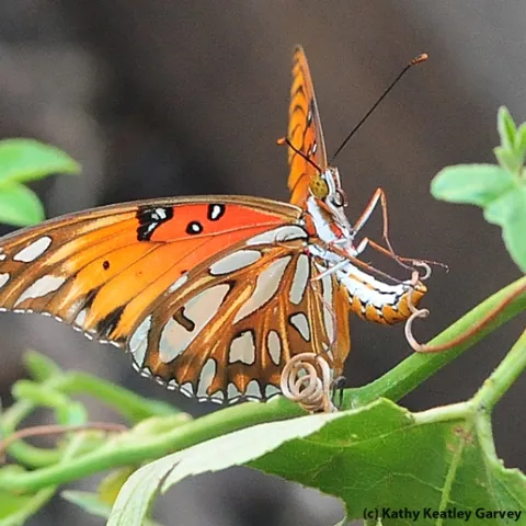 A Gulf Fritillary butterfly in the process of laying an egg on a passion flower vine. (Photo by Kathy Keatley Garvey)