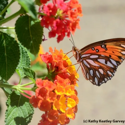 The silver-spangled underside of the Gulf Fritillary, shown here nectaring lantana. (Photo by Kathy Keatley Garvey)