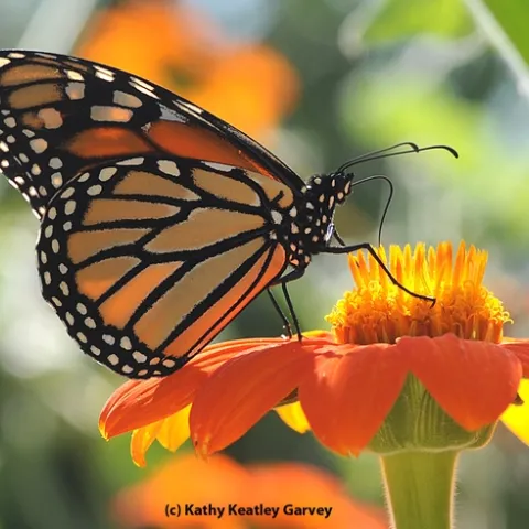 Monarch butterfly nectaring a Mexican sunflower (Tithonia). (Photo by Kathy Keatley Garvey)