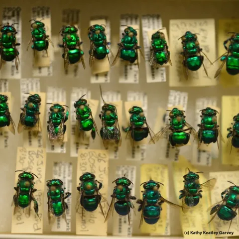 New World orchid bees at the Bohart Museum of Entomology. (Photo by Kathy Keatley Garvey)