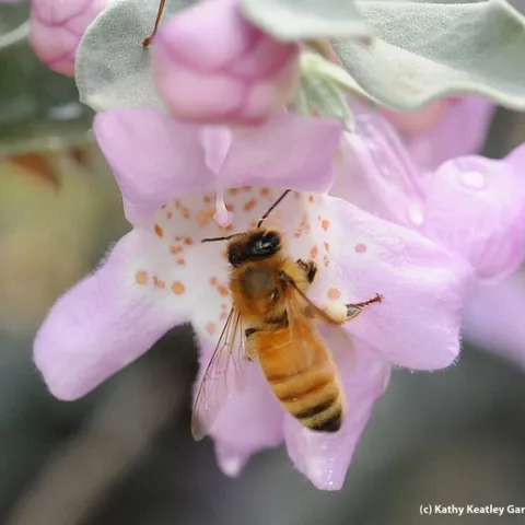 Honey bee on a cenizo, Leucophyllum frutescens. (Photo by Kathy Keatley Garvey)