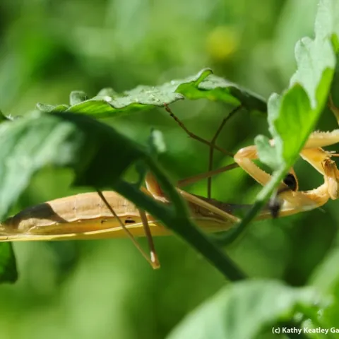 Praying mantis, accidentally splashed with water, tries to remove the droplets. (Photo by Kathy Keatley Garvey)