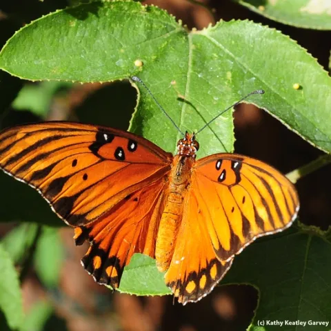 Gulf Fritillary butterfly showing signs of a predatory miss. (Photo by Kathy Keatley Garvey)