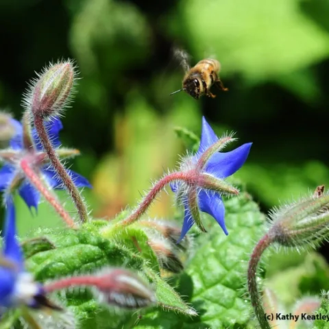 Honey bee heading for borage. (Photo by Kathy Keatley Garvey)