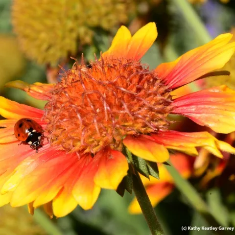Lady beetle, aka ladybug, prowling for aphids on a blanket flower, Gaillardia. (Photo by Kathy Keatley Garvey)
