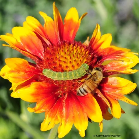 Buddies? A honey bee edges toward a Noctuid caterpillar. (Photo by Kathy Keatley Garvey)