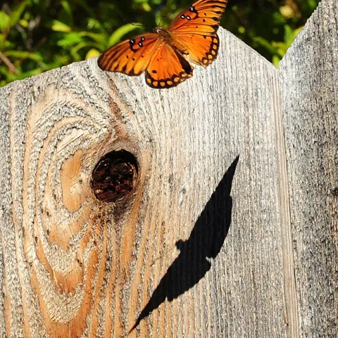 Gulf Fritillary, Agraulis vanillae, casts a shadow. (Photo by Kathy Keatley Garvey)