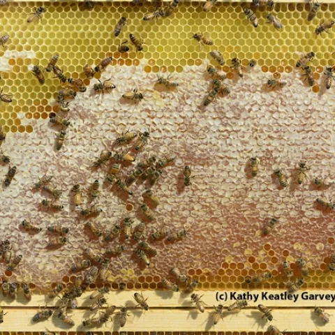 Bee observation hive will be one of the attractions at the Bohart Museum of Entomology open house. (Photo by Kathy Keatley Garvey)
