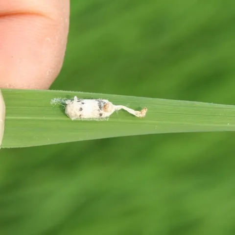 Armyworm parasitoid