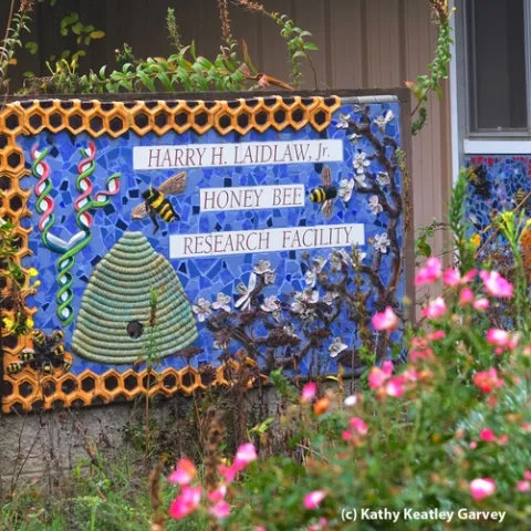 Sign at the entrance to the Harry H. Laidlaw Jr. Honey Bee Research Facility at UC Davis depicts honey bees, a skep, DNA and almond blossoms. It is the work of Donna Billick of Davis (Photo by Kathy Keatley Garvey)