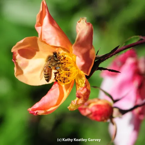 ONE: A sole honey bee visits a rose. (Photo by Kathy Keatley Garvey)
