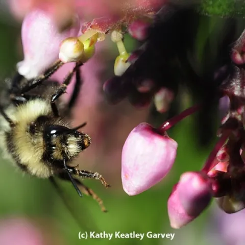 A queen black-tailed bumble bee, Bombus melanopygus, heading for manzanita blossoms. (Photo by Kathy Keatley Garvey)