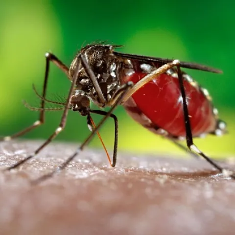 Aedes aeypti, also known as the dengue mosquito. (CDC Photo)