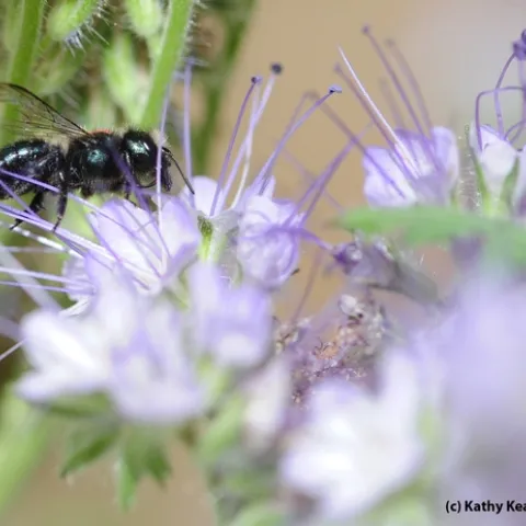 The blue orchard bee or BOB (Osmia) is being studied as an alternative pollinator. (Photo by Kathy Keatley Garvey)