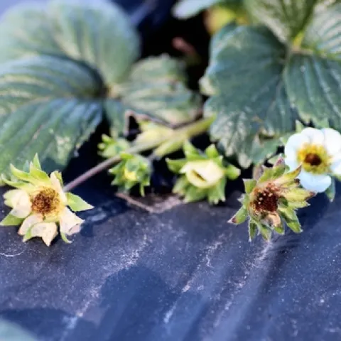 Cold injury to flowers 2