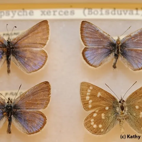 These Bohart Museum of Entomology specimens are Xerces Blue butterflies, Glaucopsyche xerces, (extinct). The museum has Xerces t-shirts for sale. (Photo by Kathy Keatley Garvey)