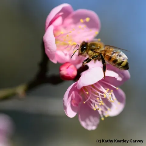 Honey bee lands on a Japanese apricot at Wickson Hall, UC Davis. (Photo by Kathy Keatley Garvey)