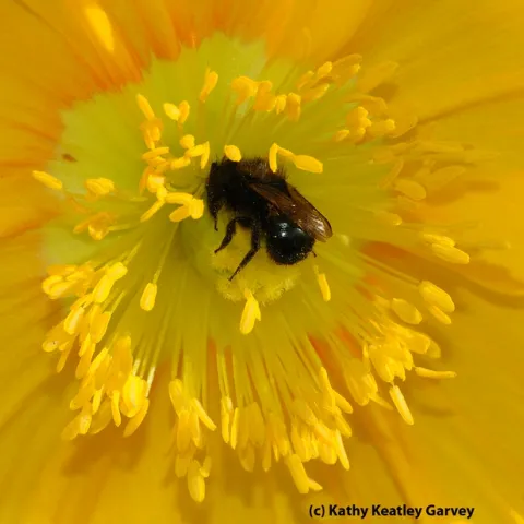 Female mason bee, genus Osmia (Family Megachilidae), as identified by native pollinator specialist/emeritus professor Robbin Thorp of UC Davis. (Photo by Kathy Keatley Garvey)