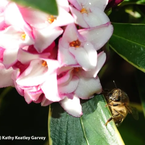 Table for one, please! A honey bee in the shadows of a daphne bloom at the Storer Garden, UC Davis. (Photo by Kathy Keatley Garvey)