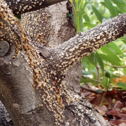 Black streak disease in avocado can be managed with irrigation as described in the IPM Year Round Program