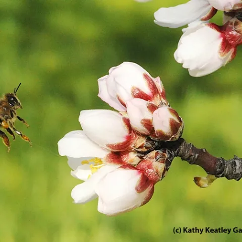Honey bee heading toward an almond blossom. (Photo by Kathy Keatley Garvey)