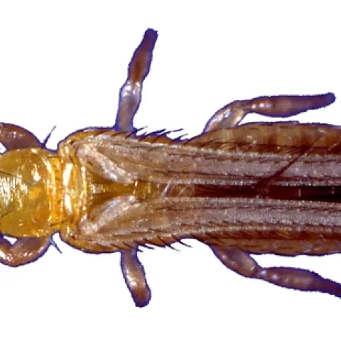 Western flower thrips. (Photo by Jack Kelly Clark, courtesy of entomologist Diane Ullman)