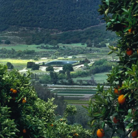 citrus irrigation