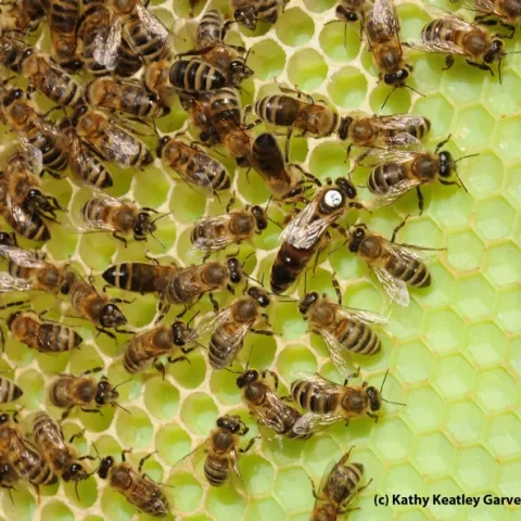Queen bee (with dot) and worker bees. (Photo by Kathy Keatley Garvey)
