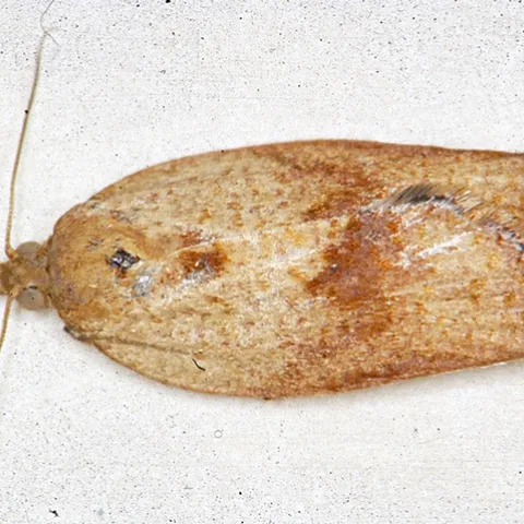 Female light brown apple moth, Epiphyas postvittana. (Photo courtesy of David Williams, principal scientist, Perennial Horticulture, Department of Primary Industries, Victoria, Australia.)