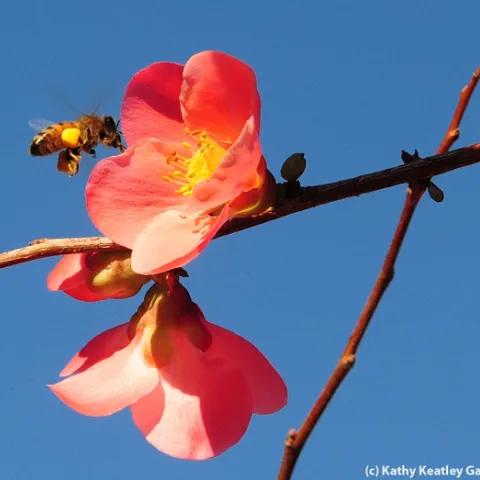 Pollen-packing honey bee cleaning her tongue as she heads for flowering quince. (Photo by Kathy Keatley Garvey)