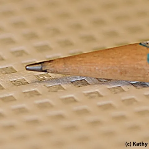 This tiny spotted wing drosophila is what Daren Harris is studying. (Photo by Kathy Keatley Garvey)