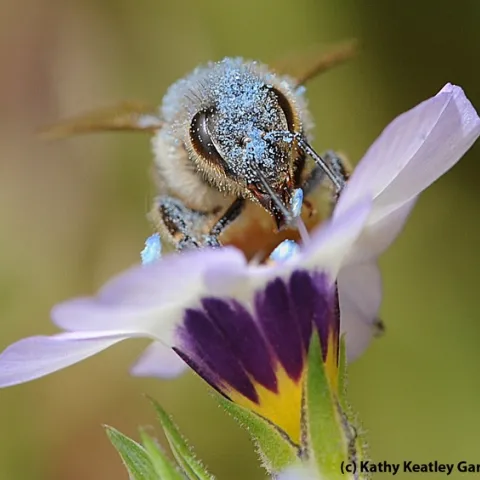 Blue pollen from a bird's eye blossom covers a honey bee. (Photo by Kathy Keatley Garvey)