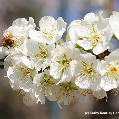 Honey bee foraging on plum blossoms. (Photo by Kathy Keatley Garvey)