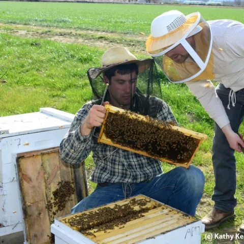 Billy Synk (left) shows Randall Cass a frame. (Photo by Kathy Keatley Garvey)