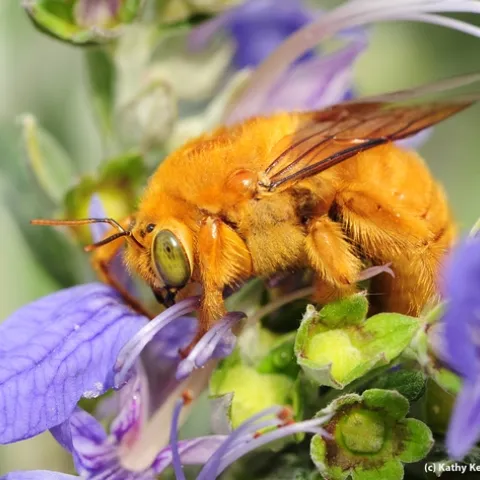 Male Valley carpenter bee (Xylocopa varipuncta). (Photo by Kathy Keatley Garvey)