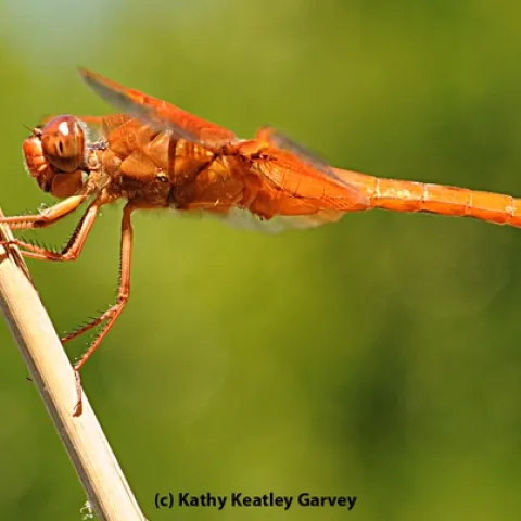 Red flame skimmer (Libellula saturata). (Photo by Kathy Keatley Garvey)