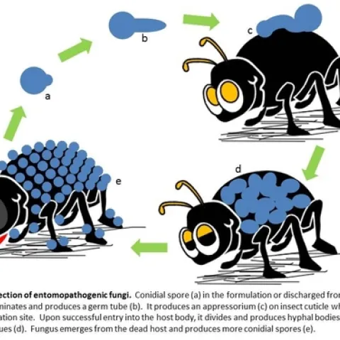 Insect pathogenic fungus mode of infection
