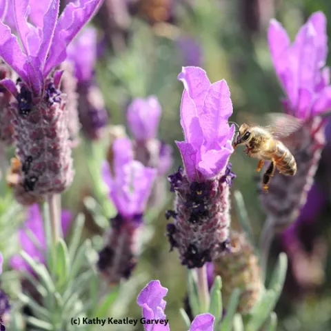 Honey bee greets a Spanish lavender blossom. (Photo by Kathy Keatley Garvey)