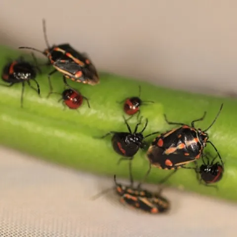 20121221 Bagrada bug (18)