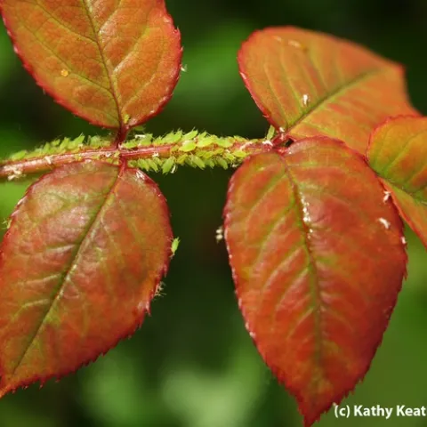 Aphid reunion on a rose. (Photo by Kathy Keatley Garvey)