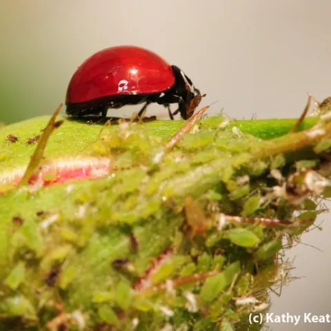 How do beneficial insects such as lady beetles utilize the landscape? Claudio Gratton will explain how in his April 10 lecture. (Photo by Kathy Keatley Garvey)