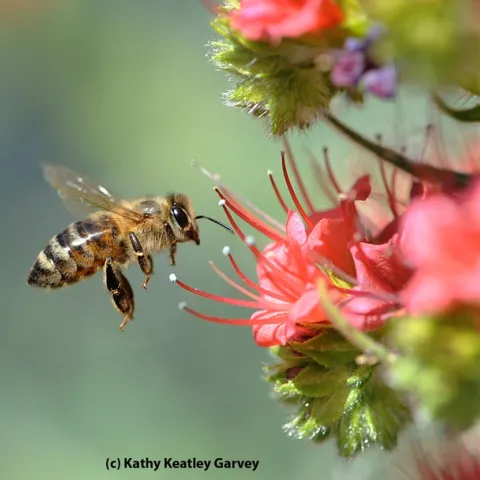 Honey bee heading toward tower of jewels, Echium wildpretii. (Photo by Kathy Keatley Garvey)