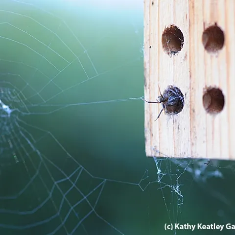 Webweaver spun a web and then crawled into the mason bee condo to occupy a hole. (Photo by Kathy Keatley Garvey)
