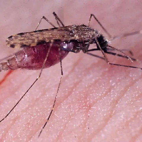 The malaria mosquito, Anopheles gambiae. (Photo by Anthony Cornel)