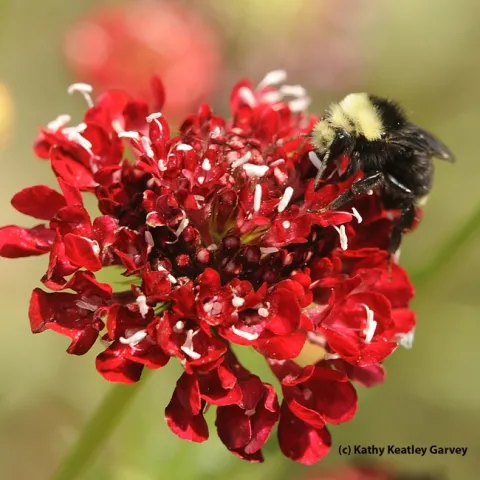 Yellow-faced bumble bee, Bombus vosnesenskii, on Scabiosa. (Photo by Kathy Keatley Garvey)