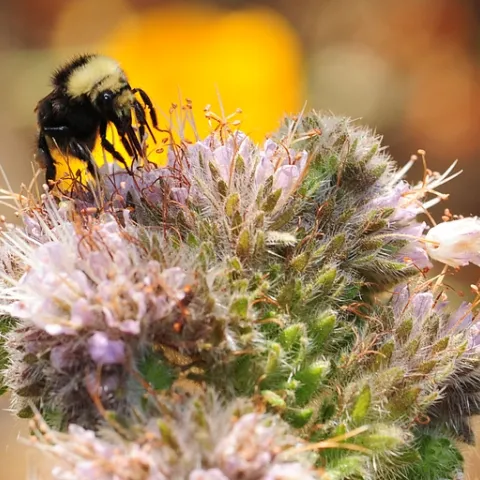 Bumble bee, Bombus vandykei, foraging on phacelia. (Photo by Kathy Keatley Garvey)
