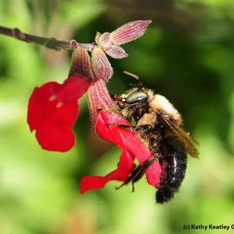Carpenter bee, Xylocopa tabaniformis orpifex, robbing nectar from salvia. (Photo by Kathy Keatley Garvey)