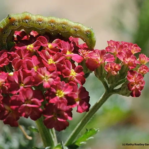 A noctuid cutworm, which will turn into a "dull brown moth," crawls on yarrow in the UC Davis Arboretum. (Photo by Kathy Keatley)